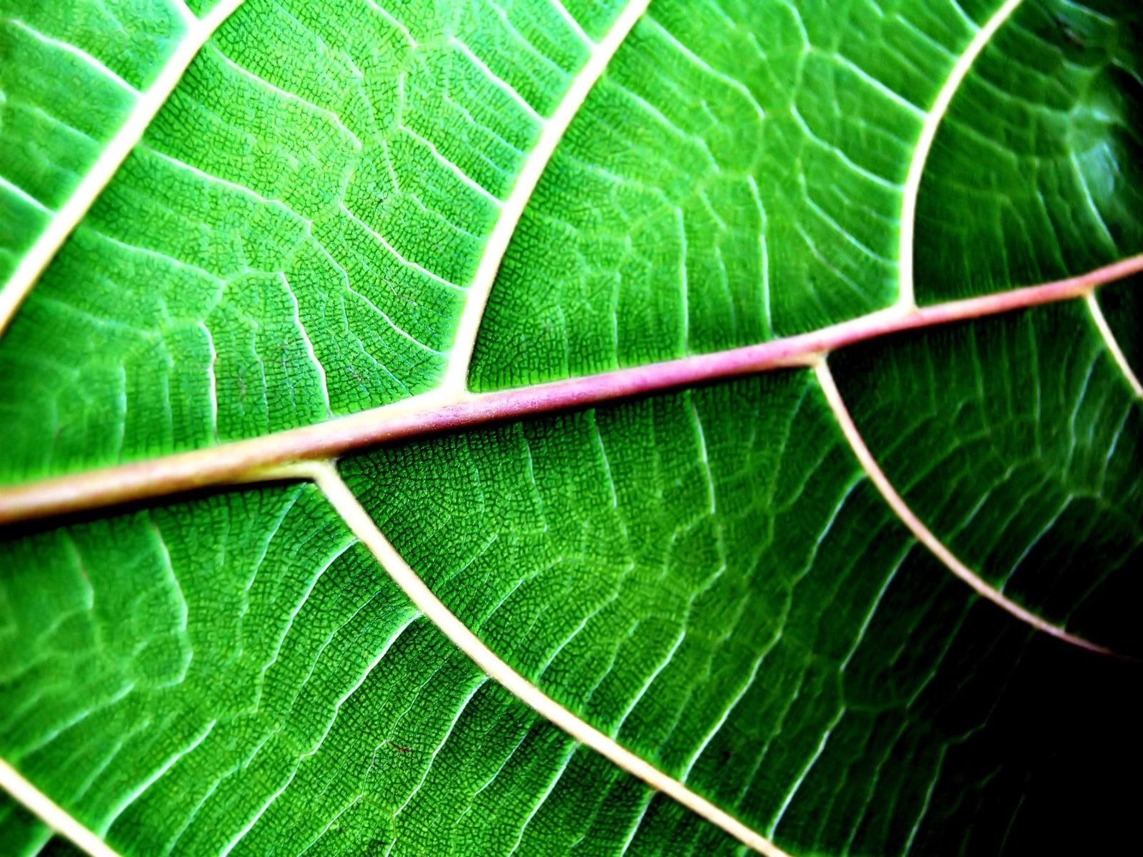 Leaf structure Wallpaper Plants Nature Wallpaper in jpg format