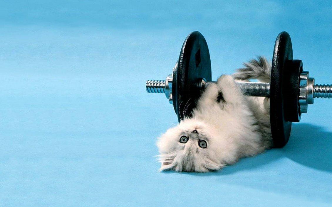 Cute white cat lifting weights