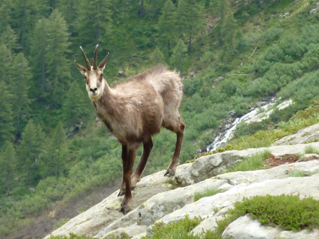 Gams Wallpapers - Wallpaper Cave