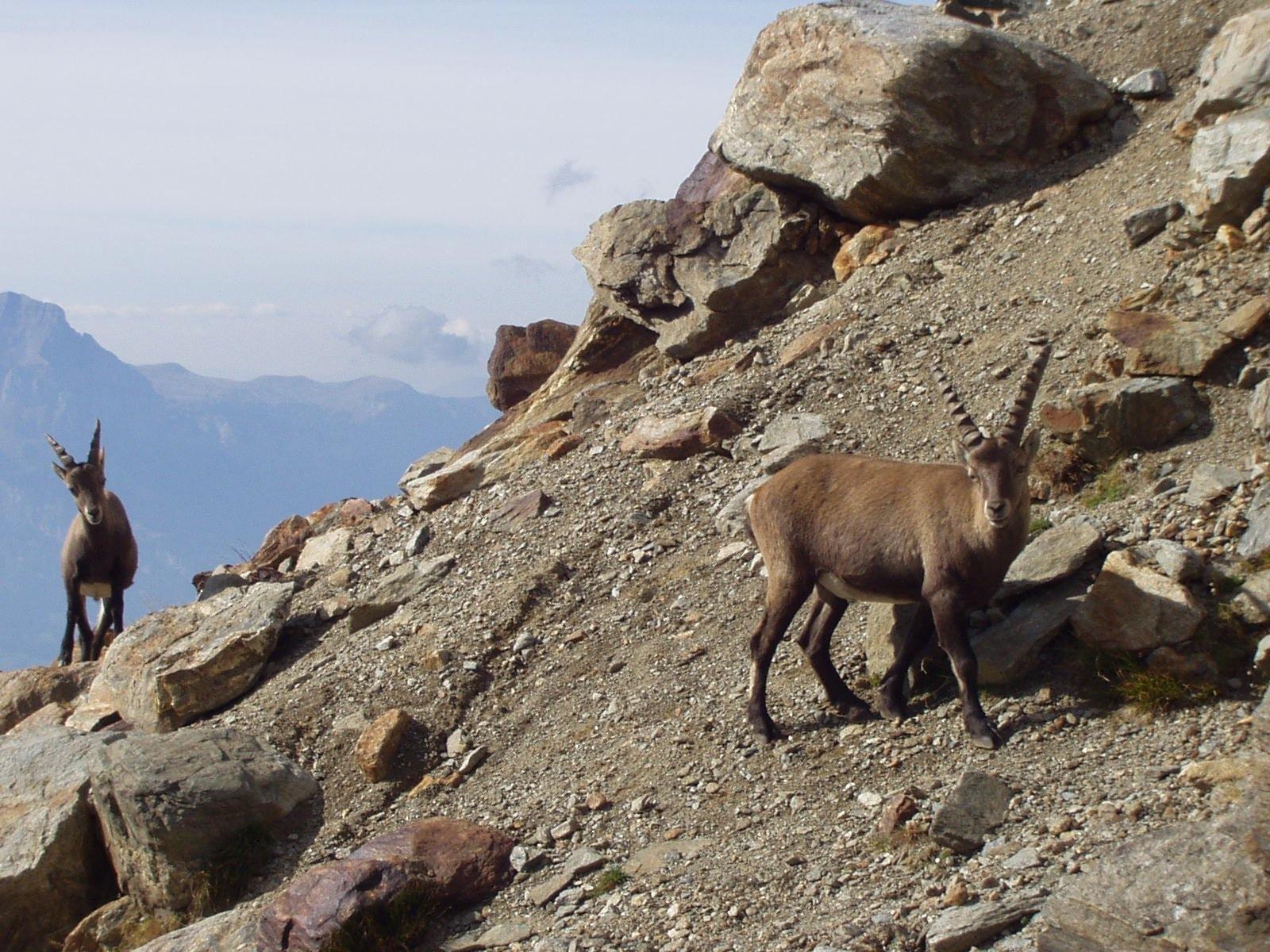 brown mountain goat free image