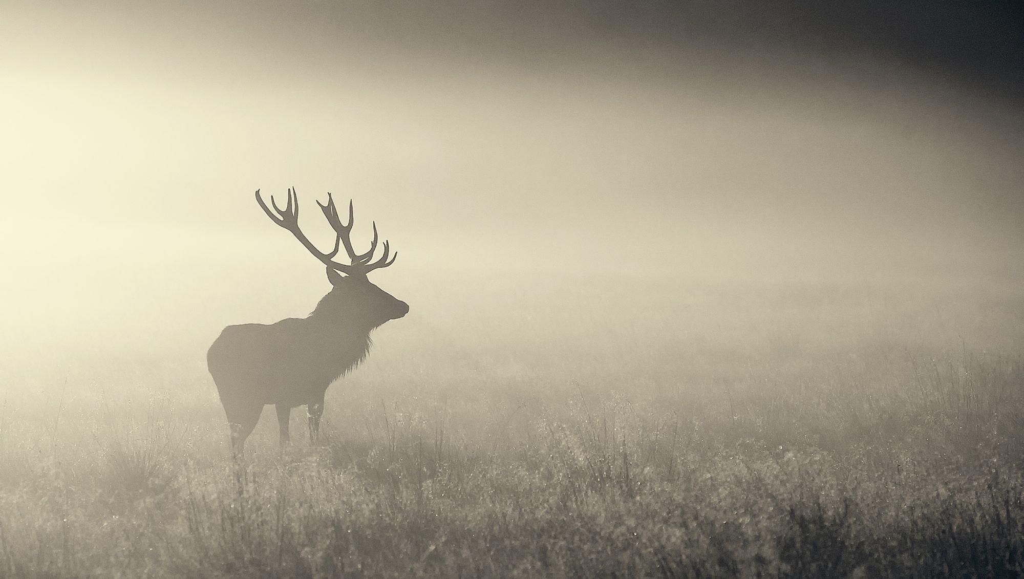 lone red deer stag in the mist. (met afbeeldingen)
