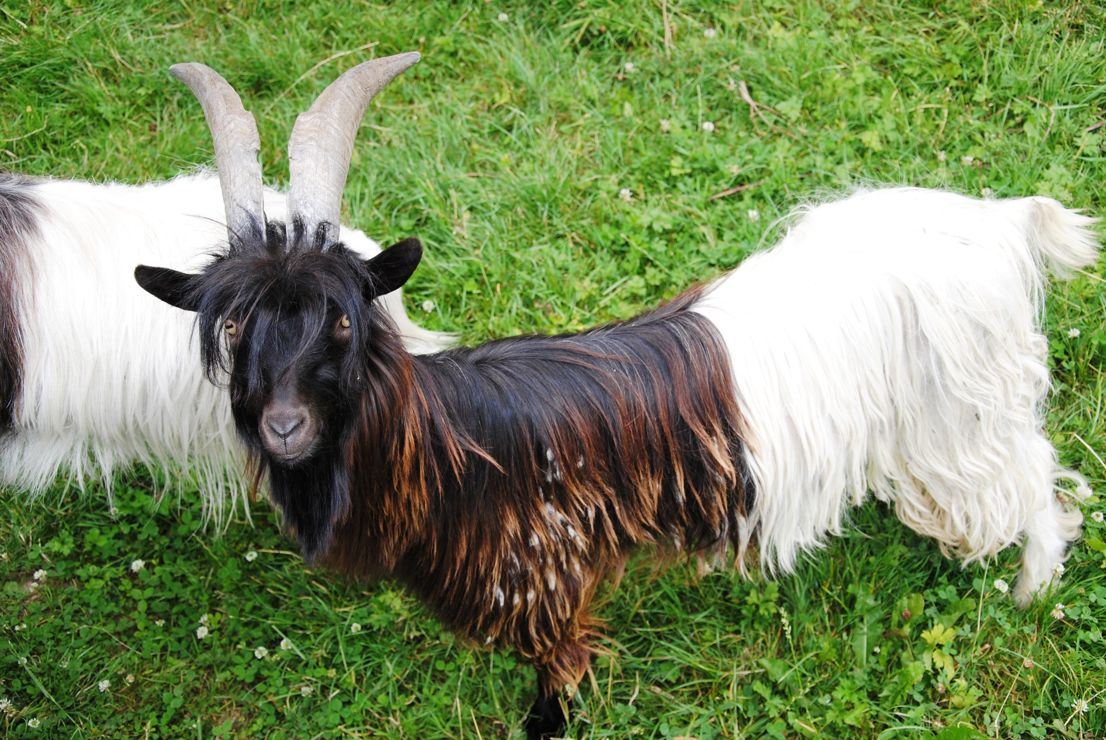 royalty free wild goat image