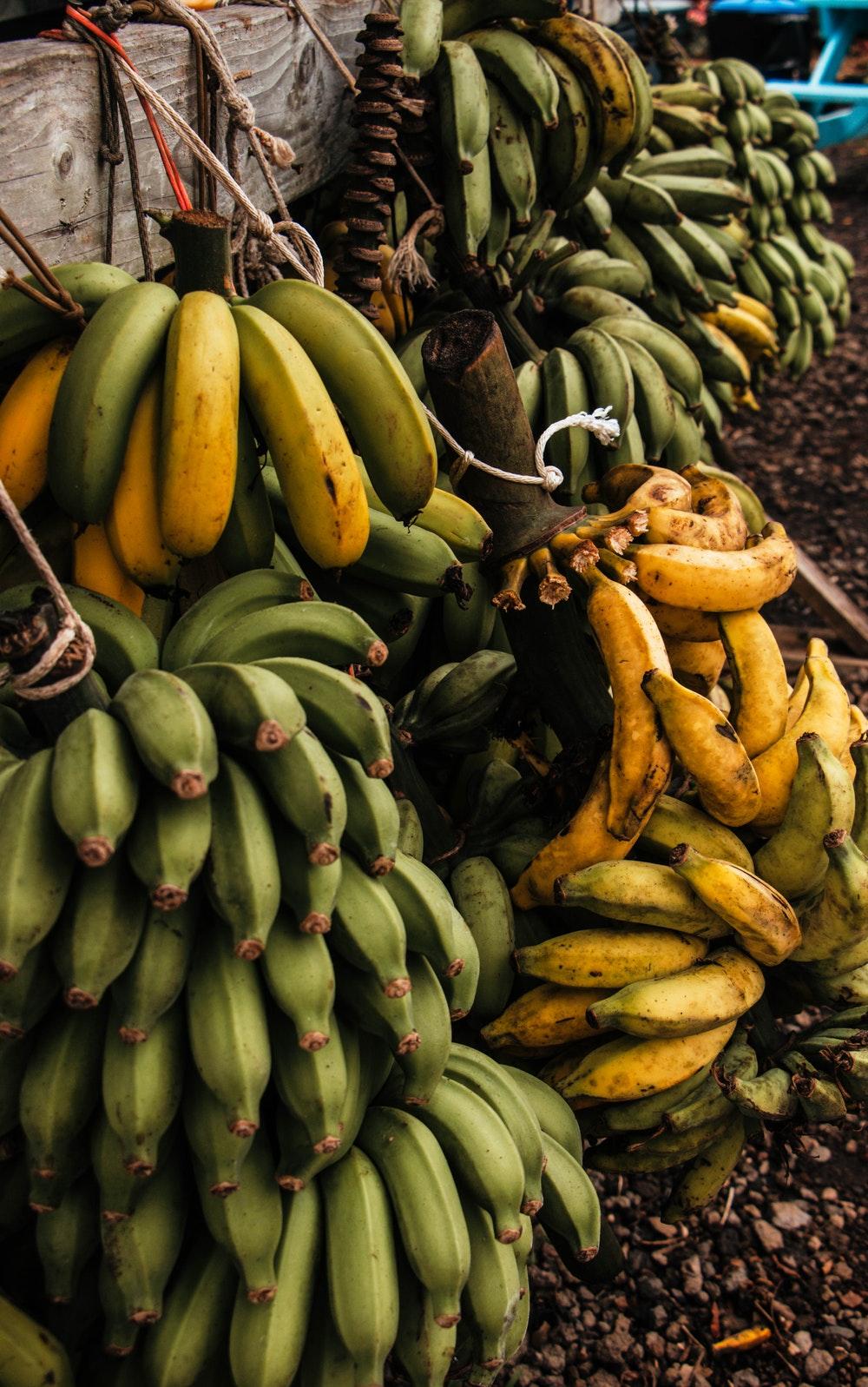 Wild Banana Picture. Download Free Image