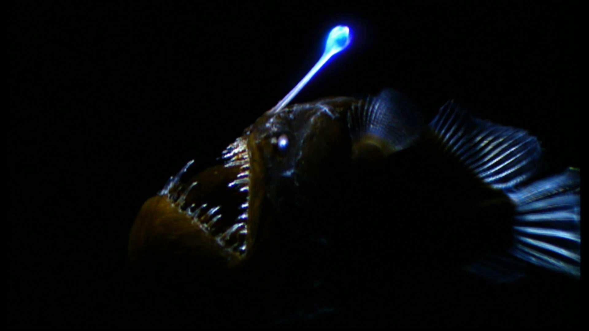 Anglerfish HD Wallpaper and Background Image