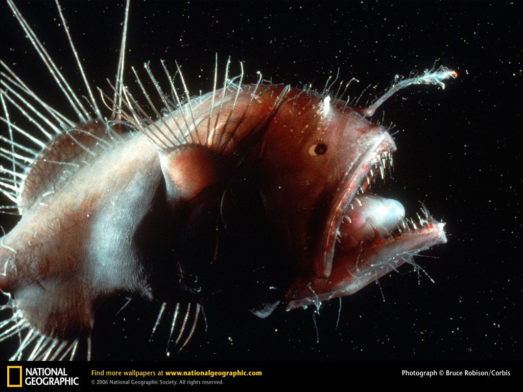 Angler Fish Male. Frogfishes Anglerfishes Behavior Luring Camouflage