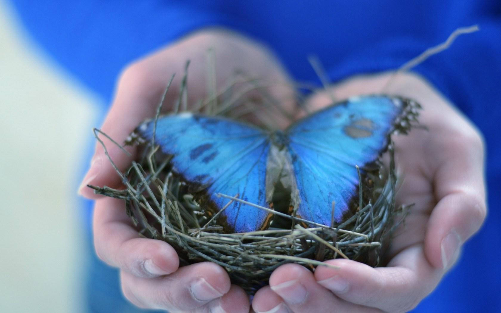 Butterfly In Hand Wallpaper Image Of Butterfly Imagevet.Co