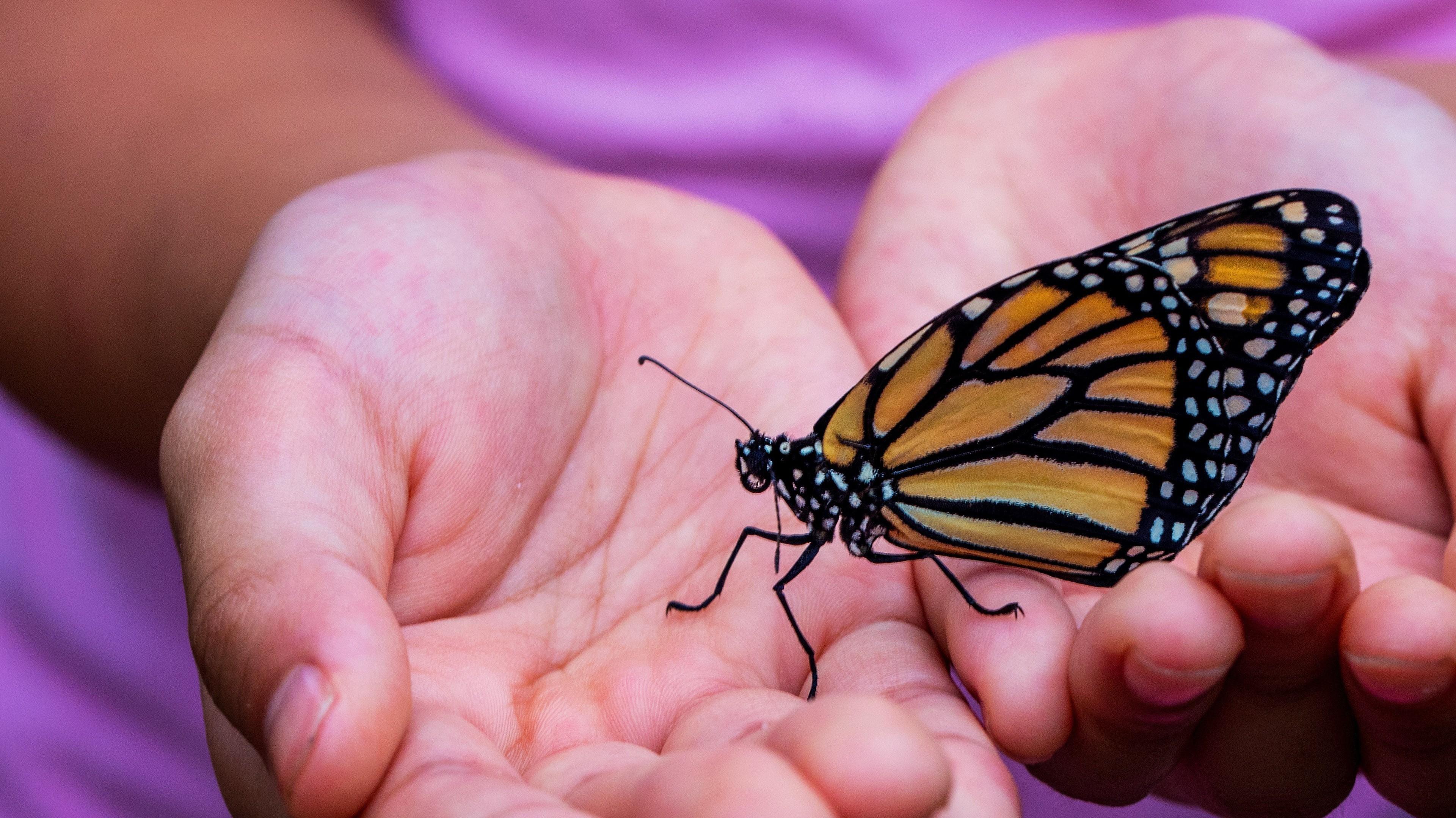 Indian Butterfly on Child Hand