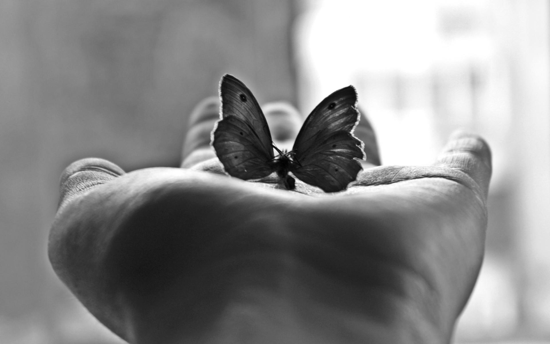 Butterfly mood hand black white window light wallpaperx1200