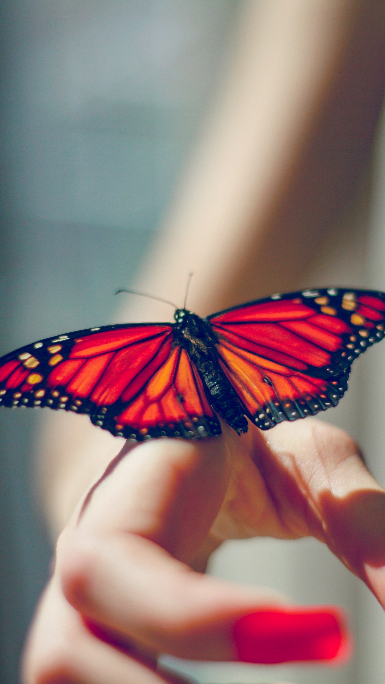 Download wallpaper 1350x2400 butterfly, insect, hand iphone 8+