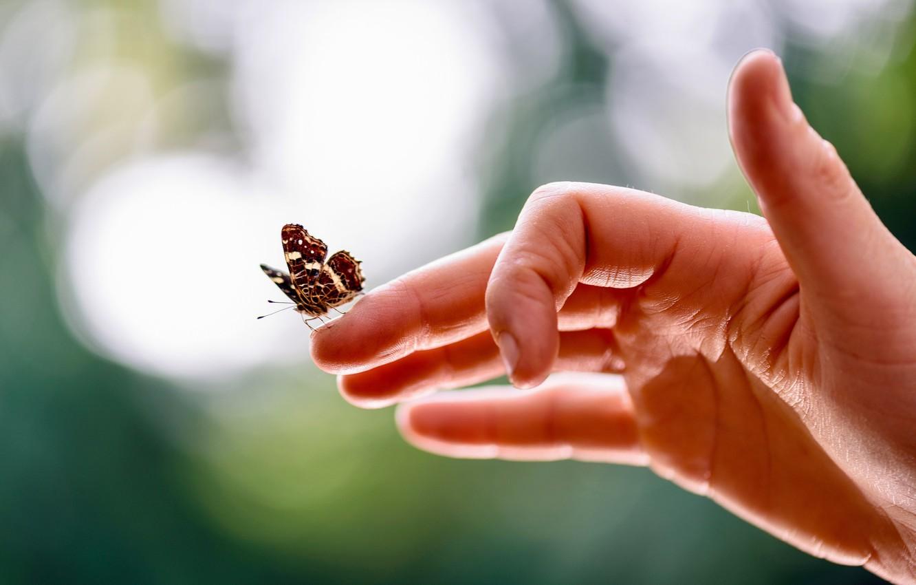Wallpaper background, butterfly, hand image for desktop, section