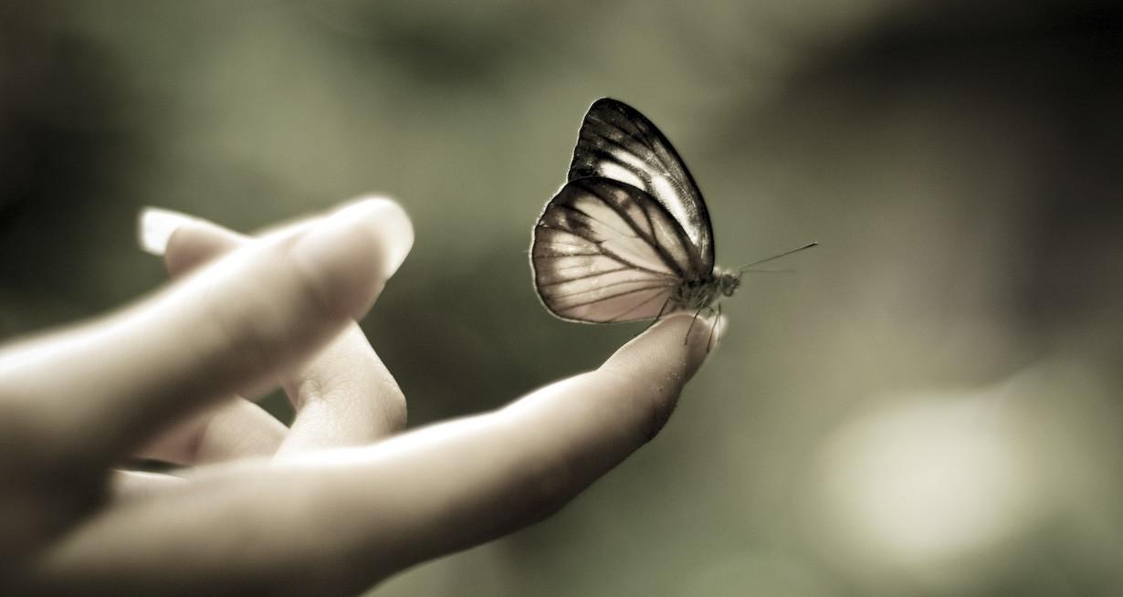 Butterfly In Hand Wallpapers - Wallpaper Cave