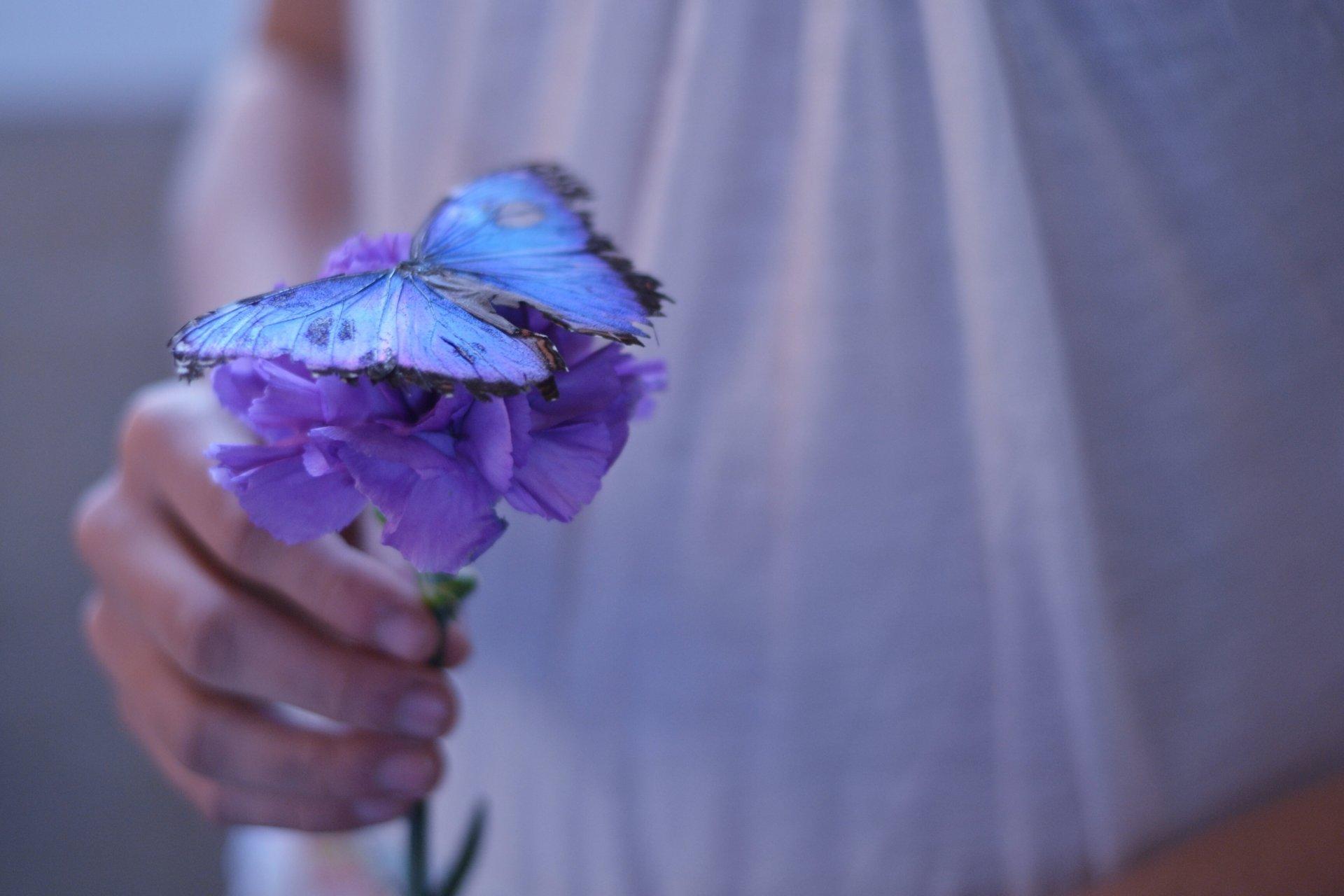flower purple butterfly beautiful hand girl background wallpaper HD