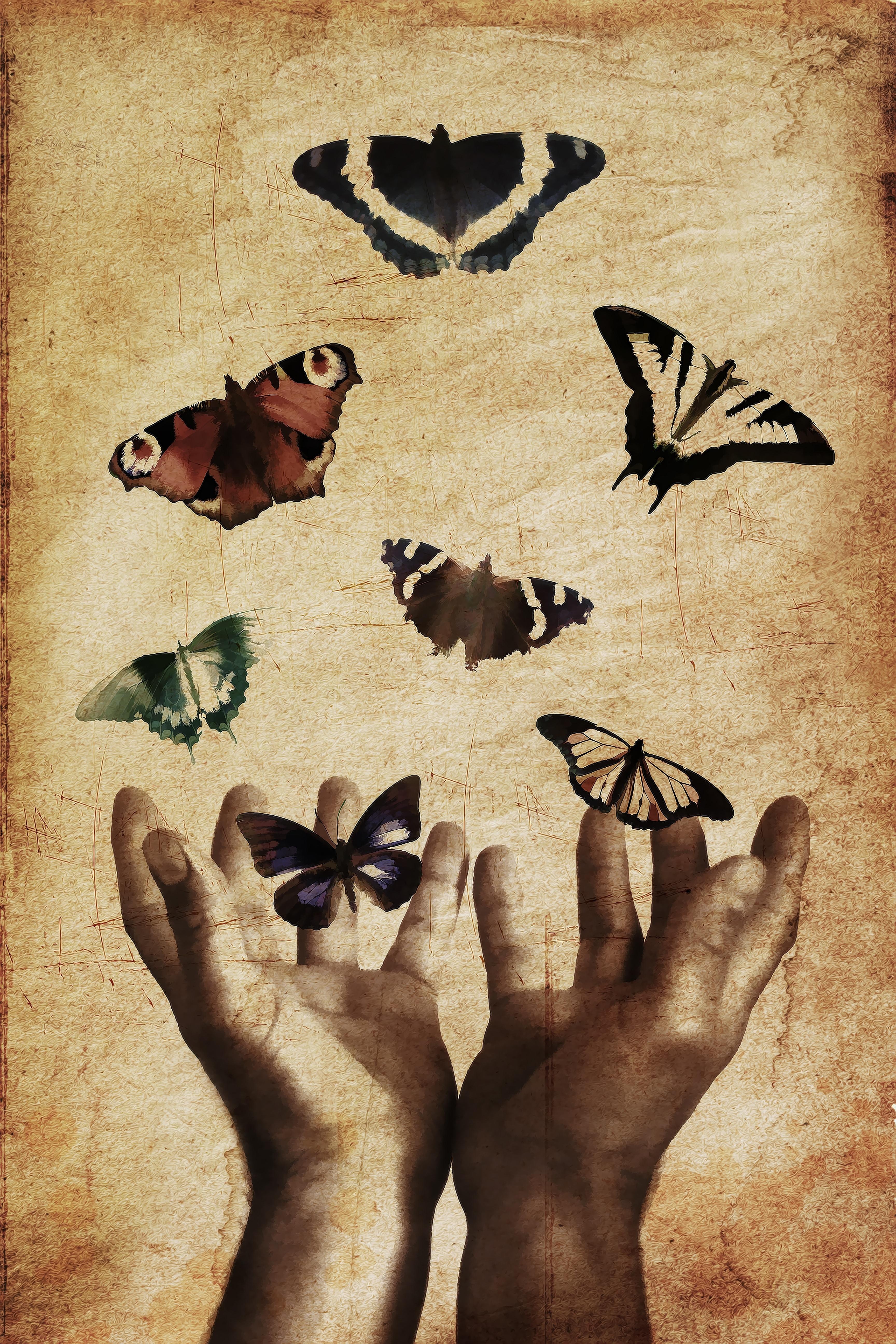 seven colored butterflies with two hand illustration free image