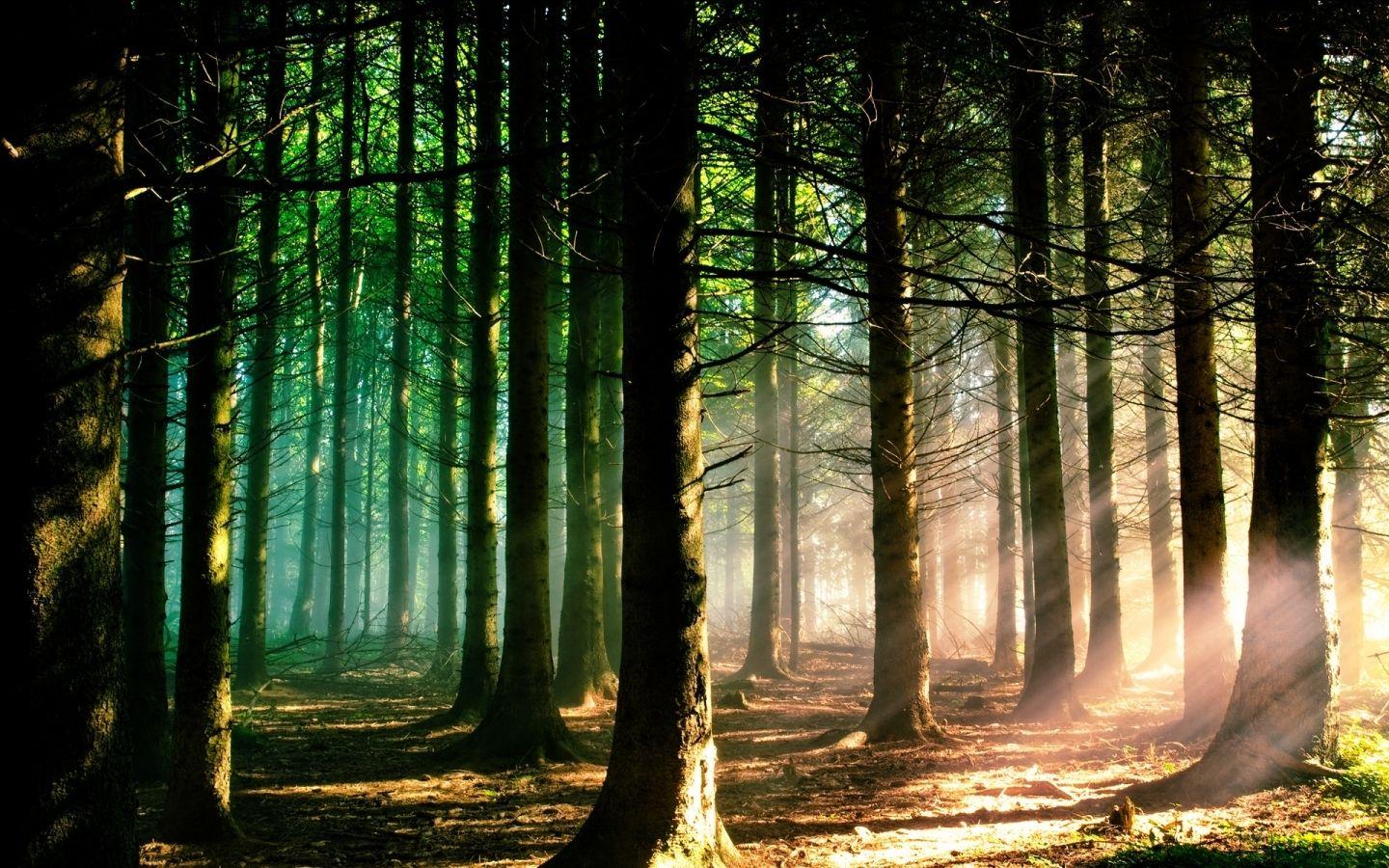 Forest Light Wallpapers - Wallpaper Cave