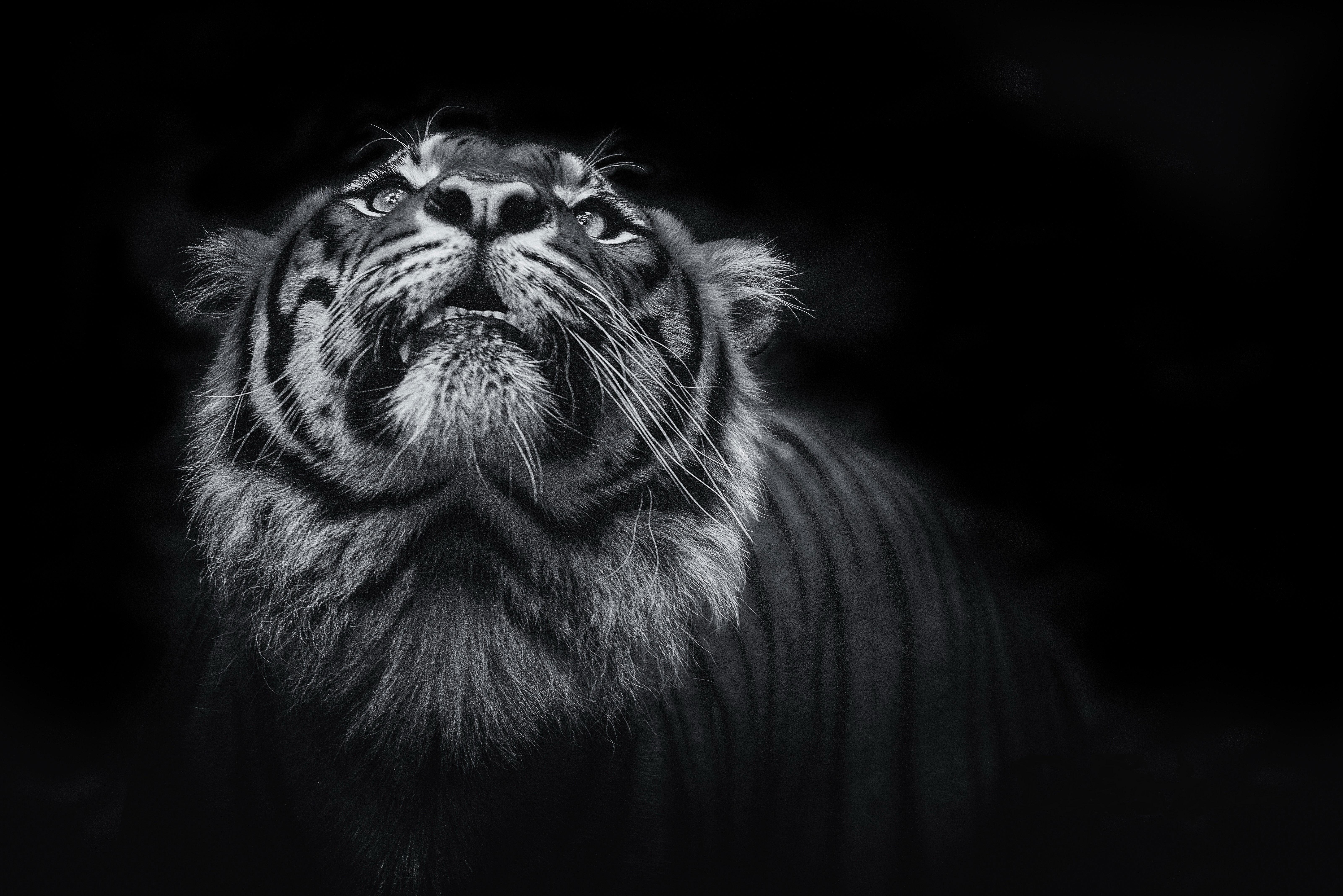 Wallpaper Tiger, Dark, Black, HD, 4K, Animals