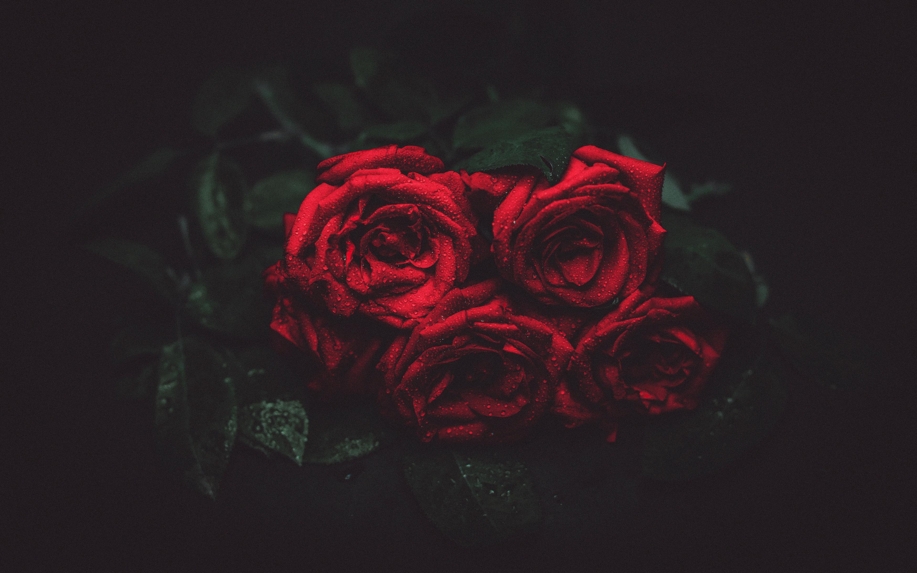 Download wallpapers 3840x2400 roses, drops, buds, dark backgrounds 4k