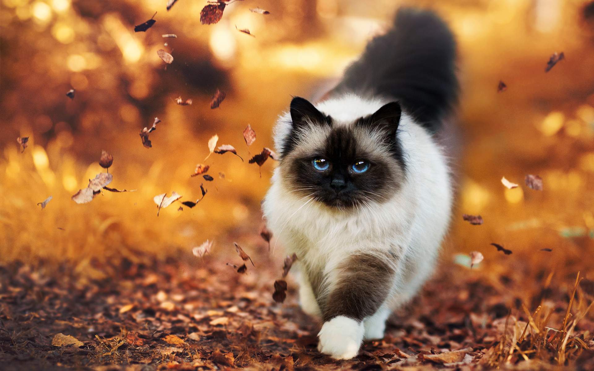 Download Himalayan Cat Wallpaper for desktop, mobile phones