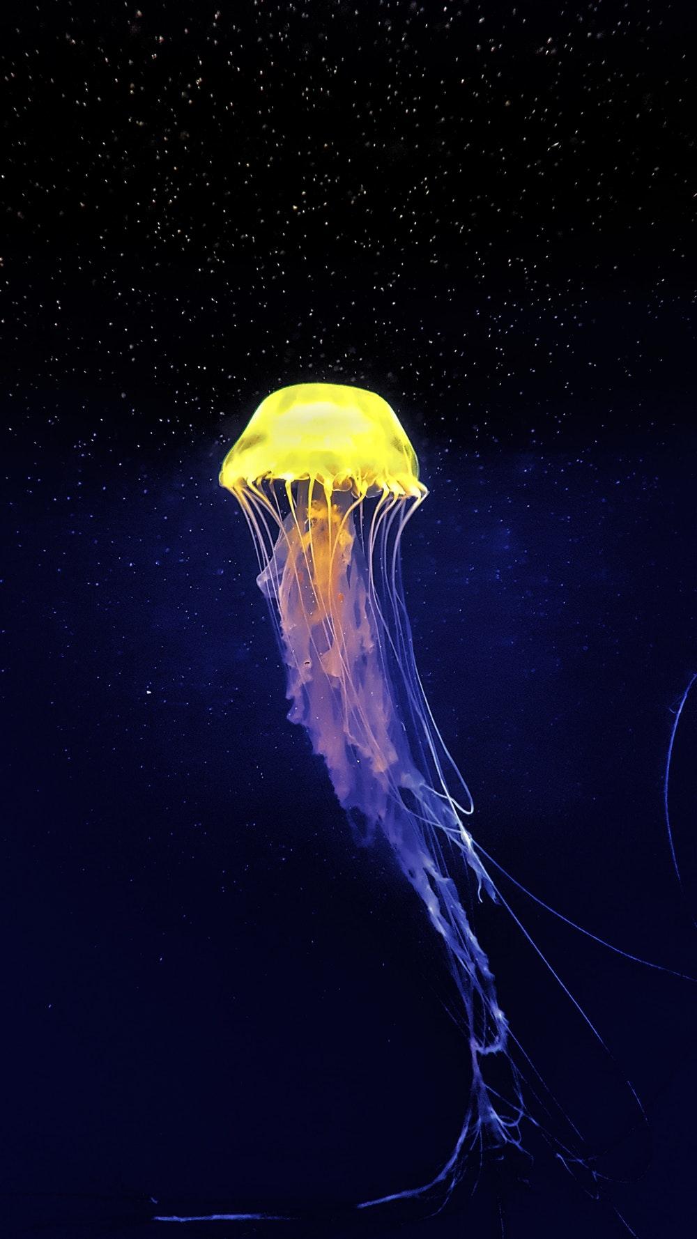 Jellyfish Picture [HD]. Download Free Image