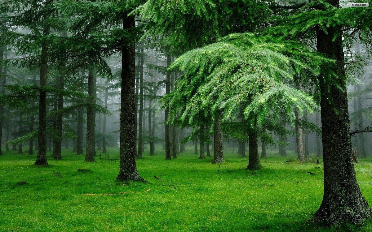 Green Pines Forest Wallpaper. Image from Forests wallpaper