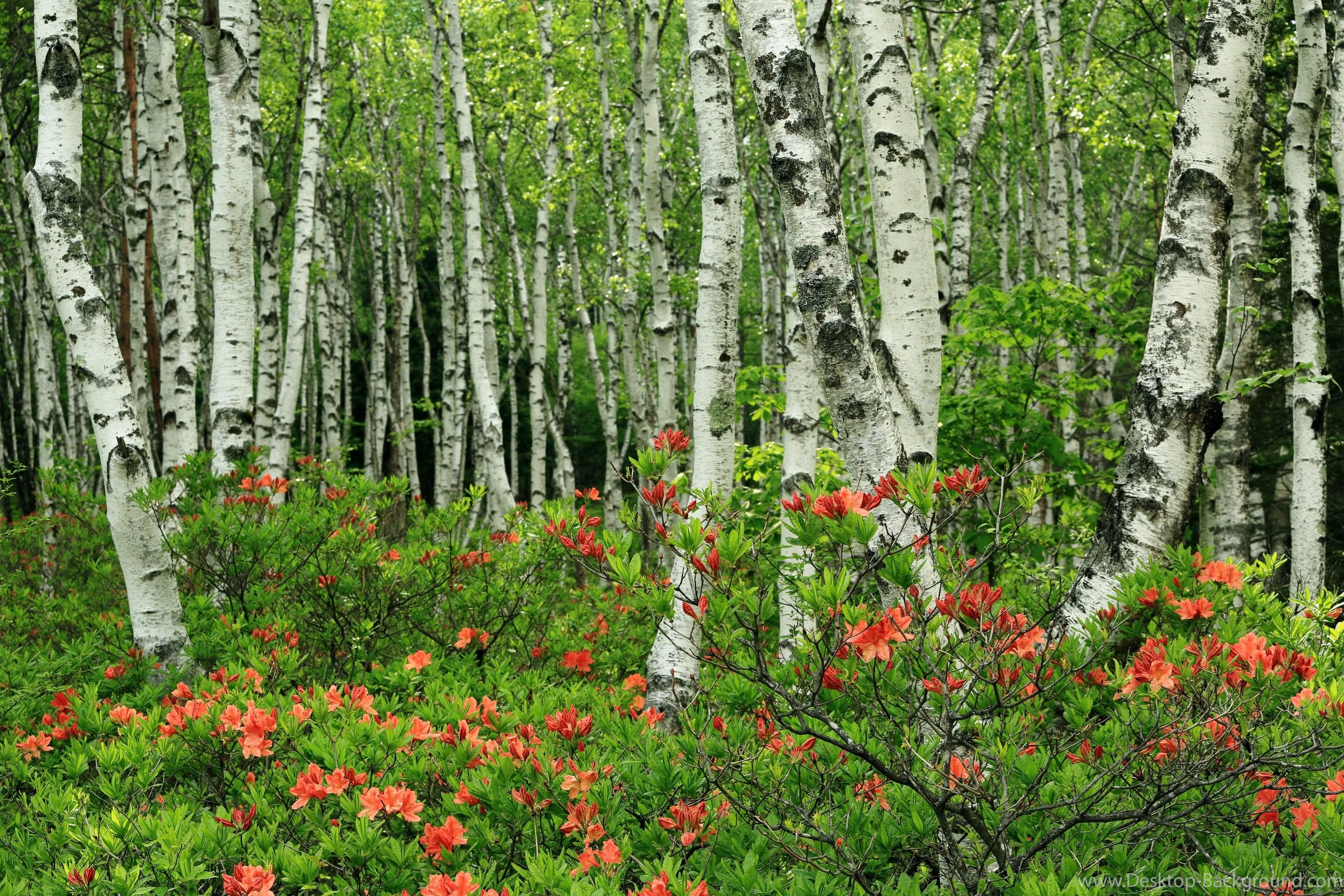 Forests Japan Birch Trees Nature Wallpaper Desktop Background