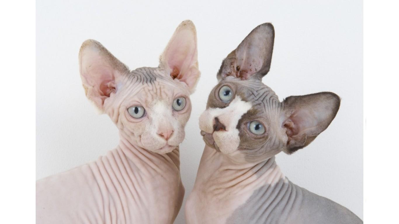 Sphynx cats photo and wallpaper. Beautiful Sphynx cats picture