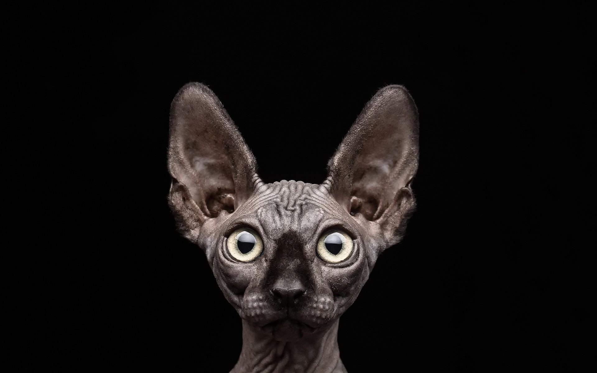 Sphynx Cat Wallpaper Image