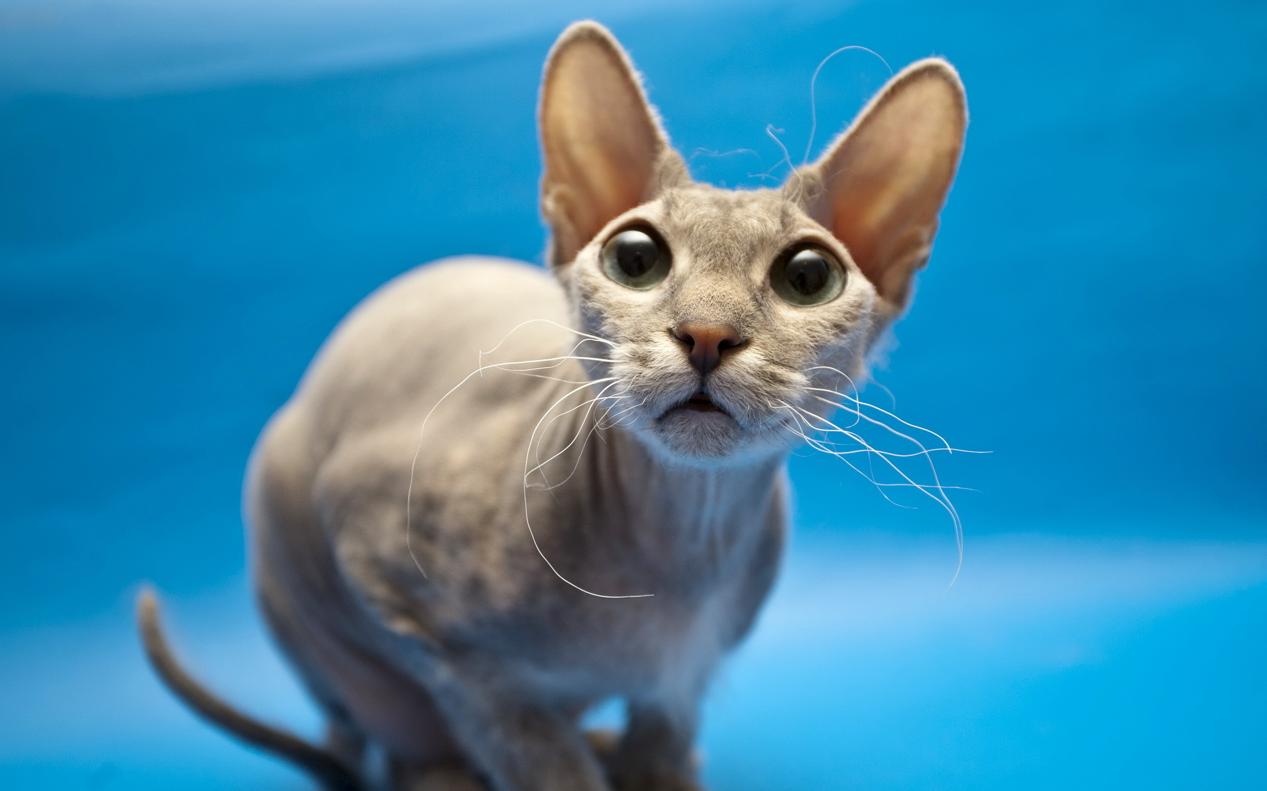 Sphynx Cat wallpaper and image wallpaper, picture, photo