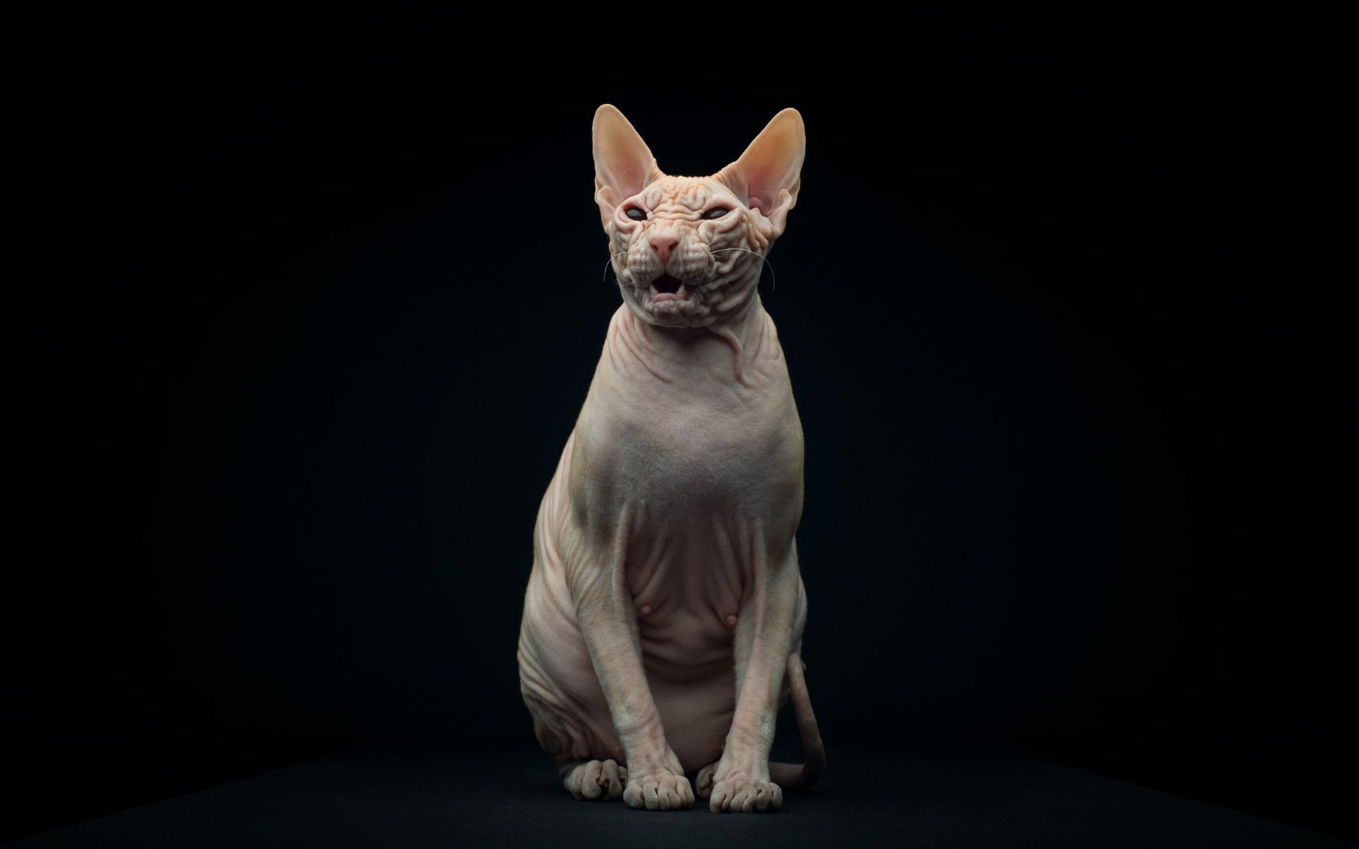 Wallpaper Sphynx cat, black background 1920x1200 HD Picture, Image