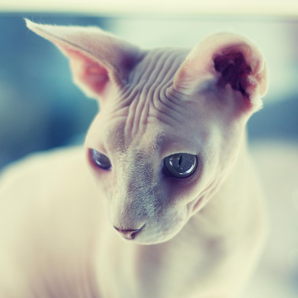 Cute Sphynx Cat HD Wallpaper, Background Image