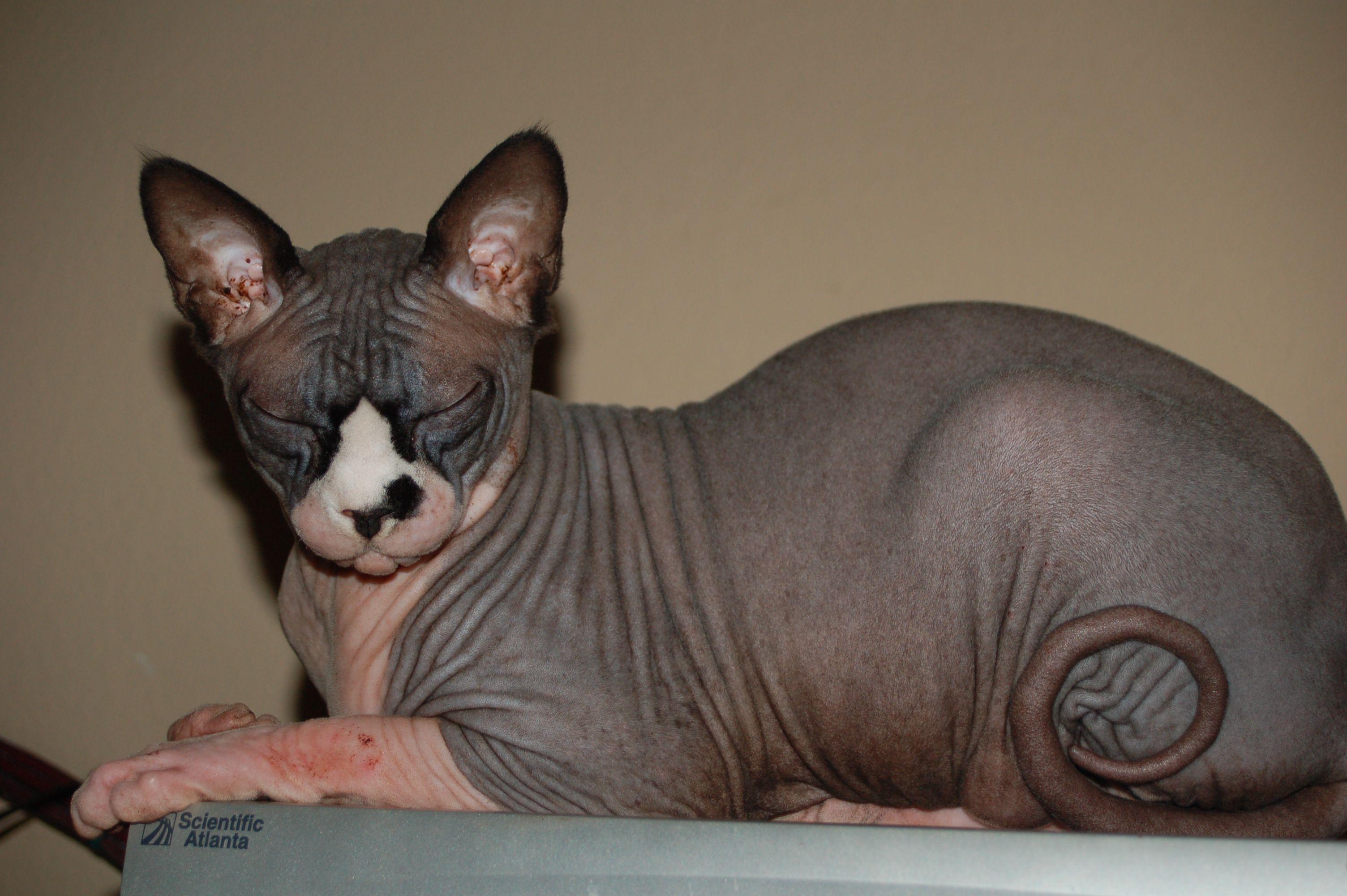hairless sphynx cat wallpaper and image, picture