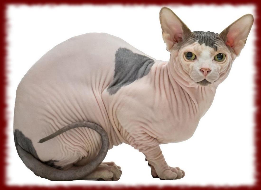 Sphynx Cats wallpaper for Android