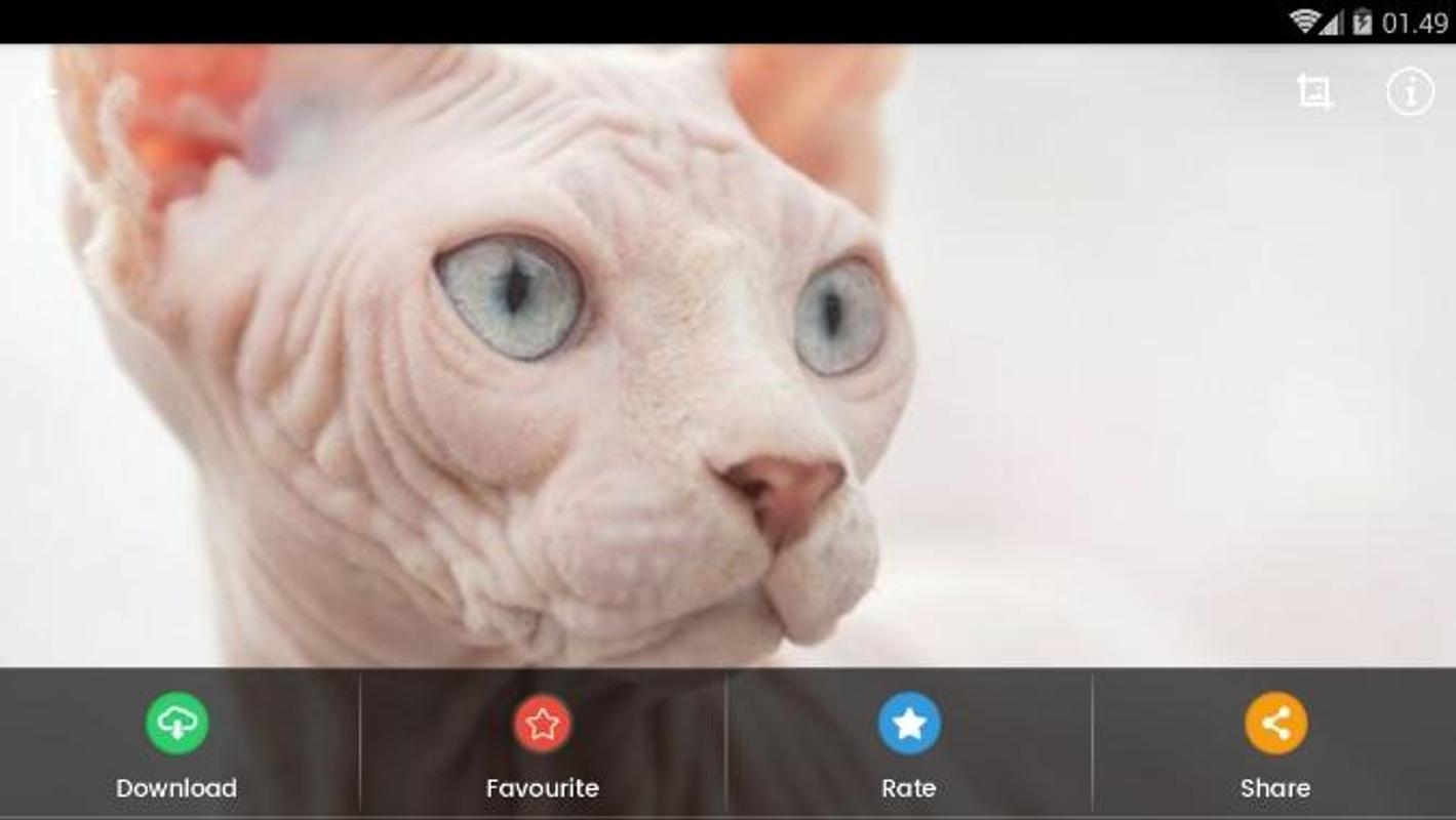 Sphynx Cat Wallpaper for Android