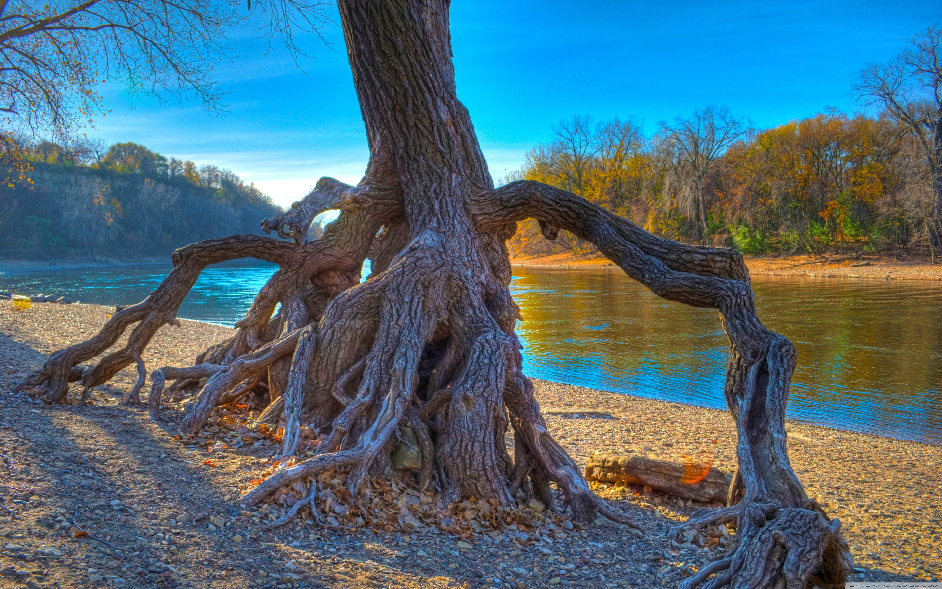Rooted, Mississippi River at Hidden Falls Park in Saint Paul