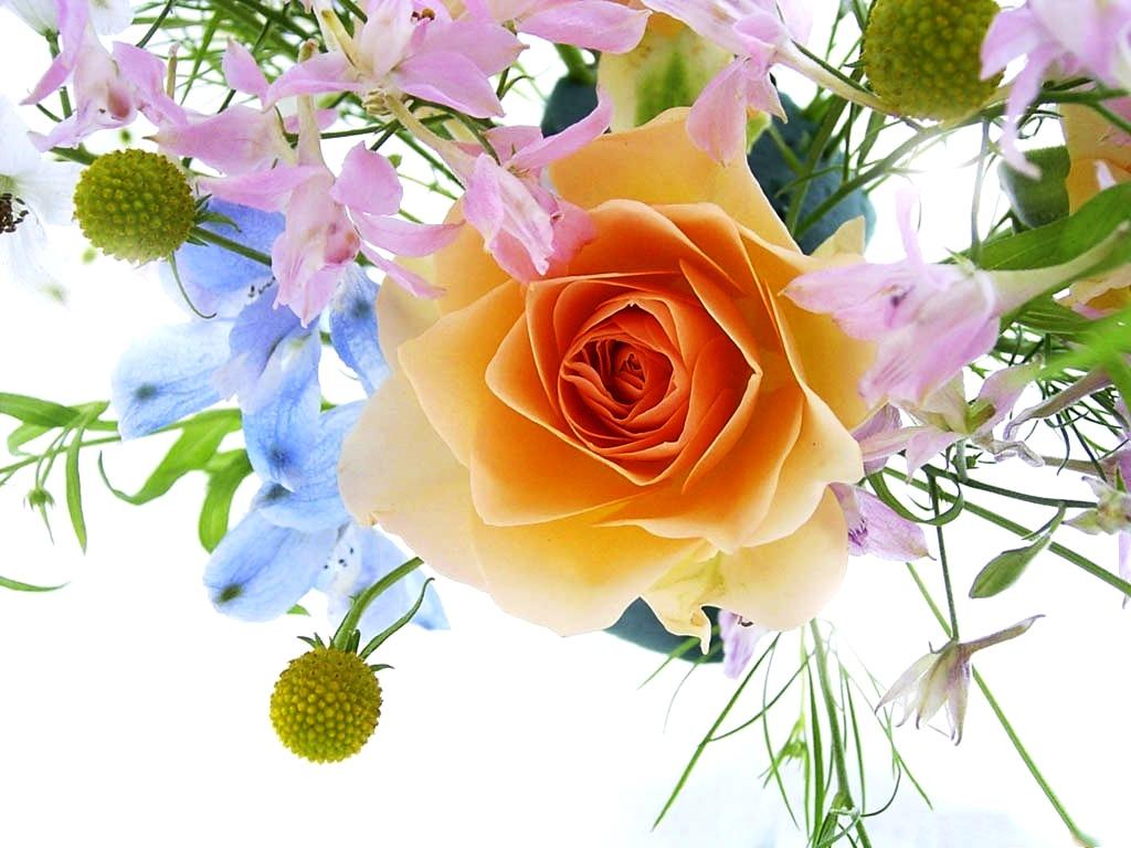 Amazing Free Pic Of Flowers Beautiful Wallpape