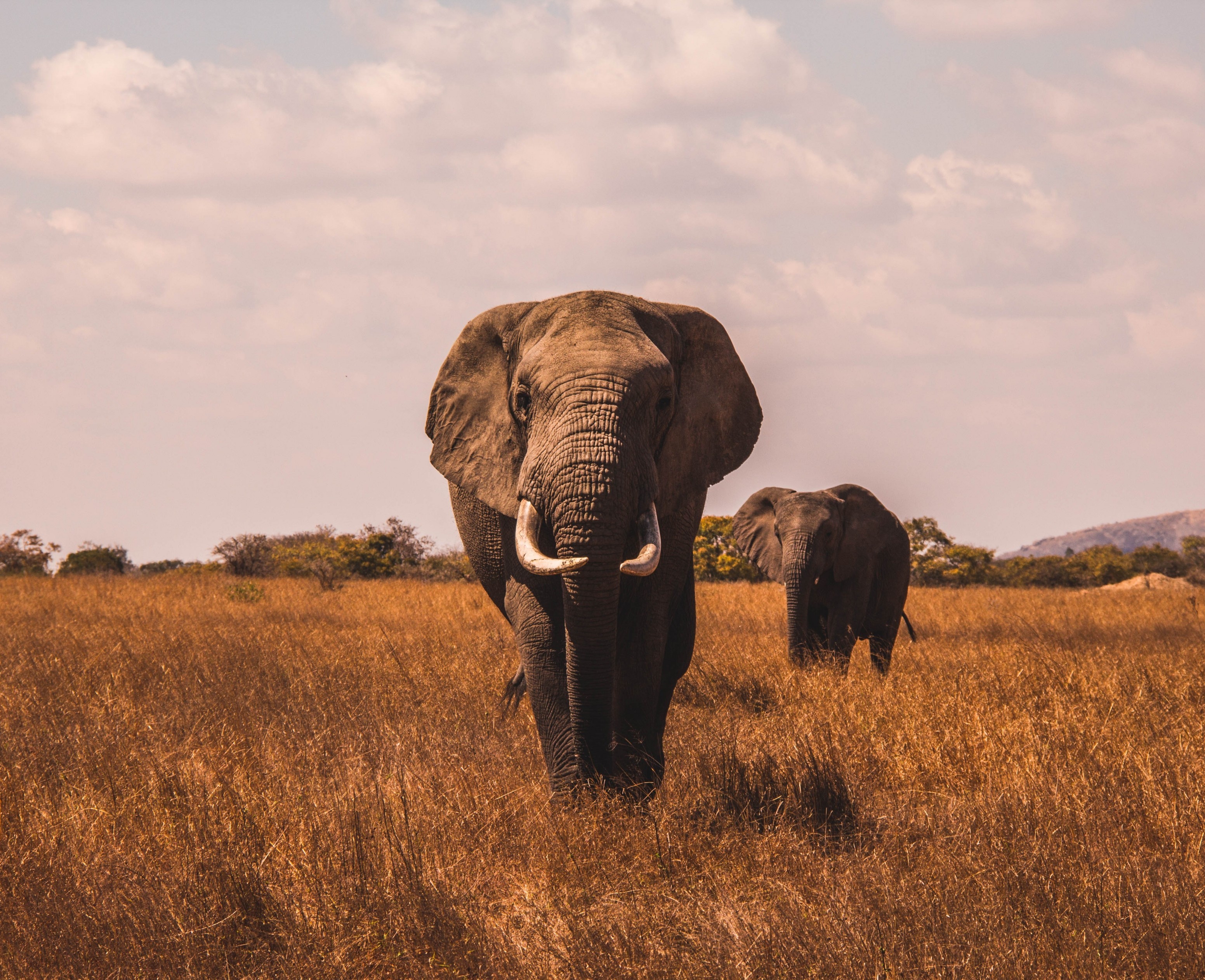 Download 3104x2525 Elephants, Field, Wildlife, Walking Wallpaper