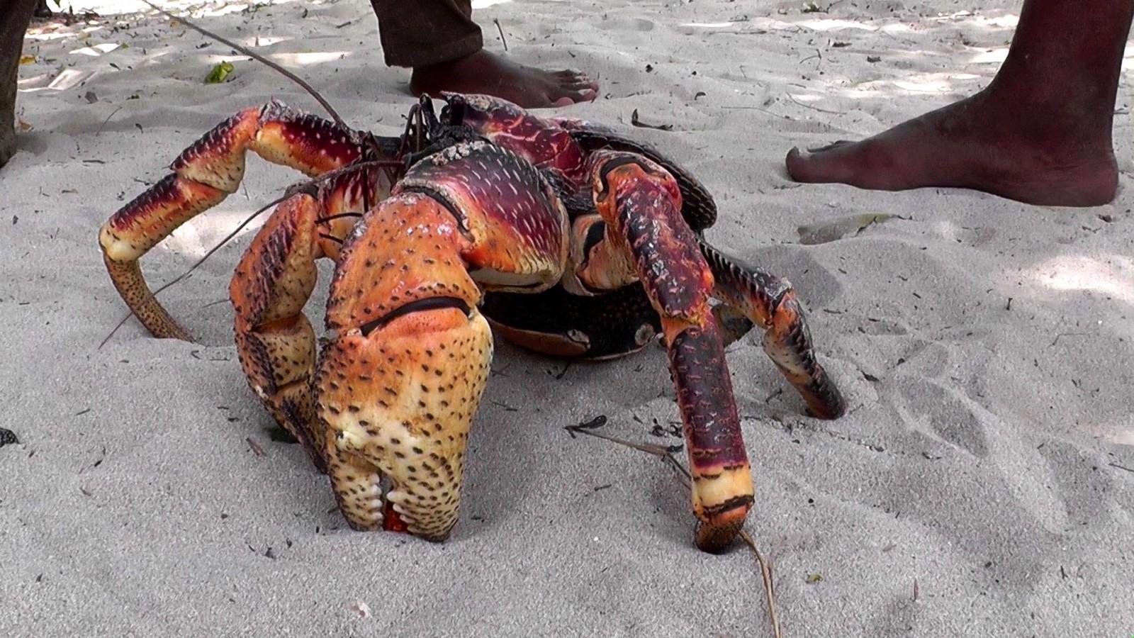 The Giant Coconut Crab”