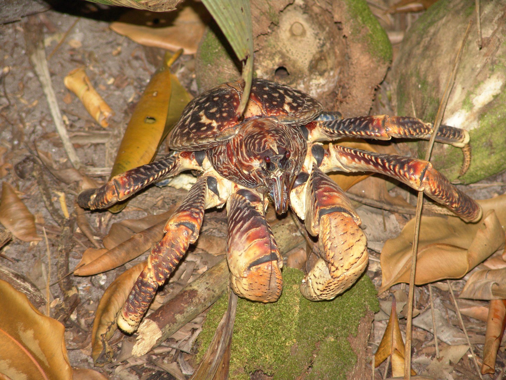 Coconut Crab Wallpapers - Wallpaper Cave