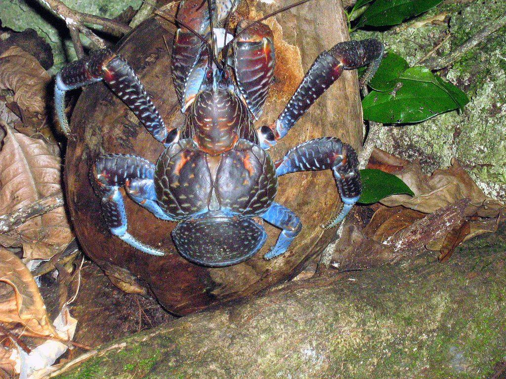 Fun Facts About the Coconut Crab • Mid Day Daily