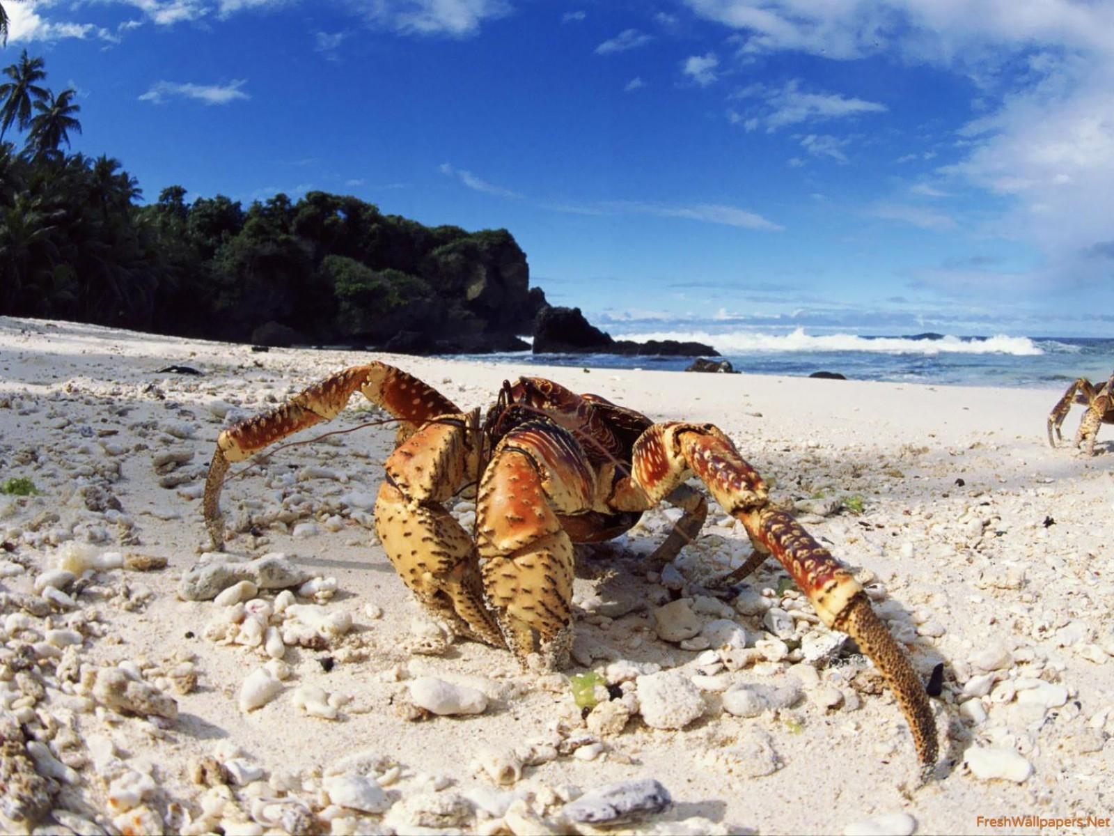 Coconut crab wallpaper