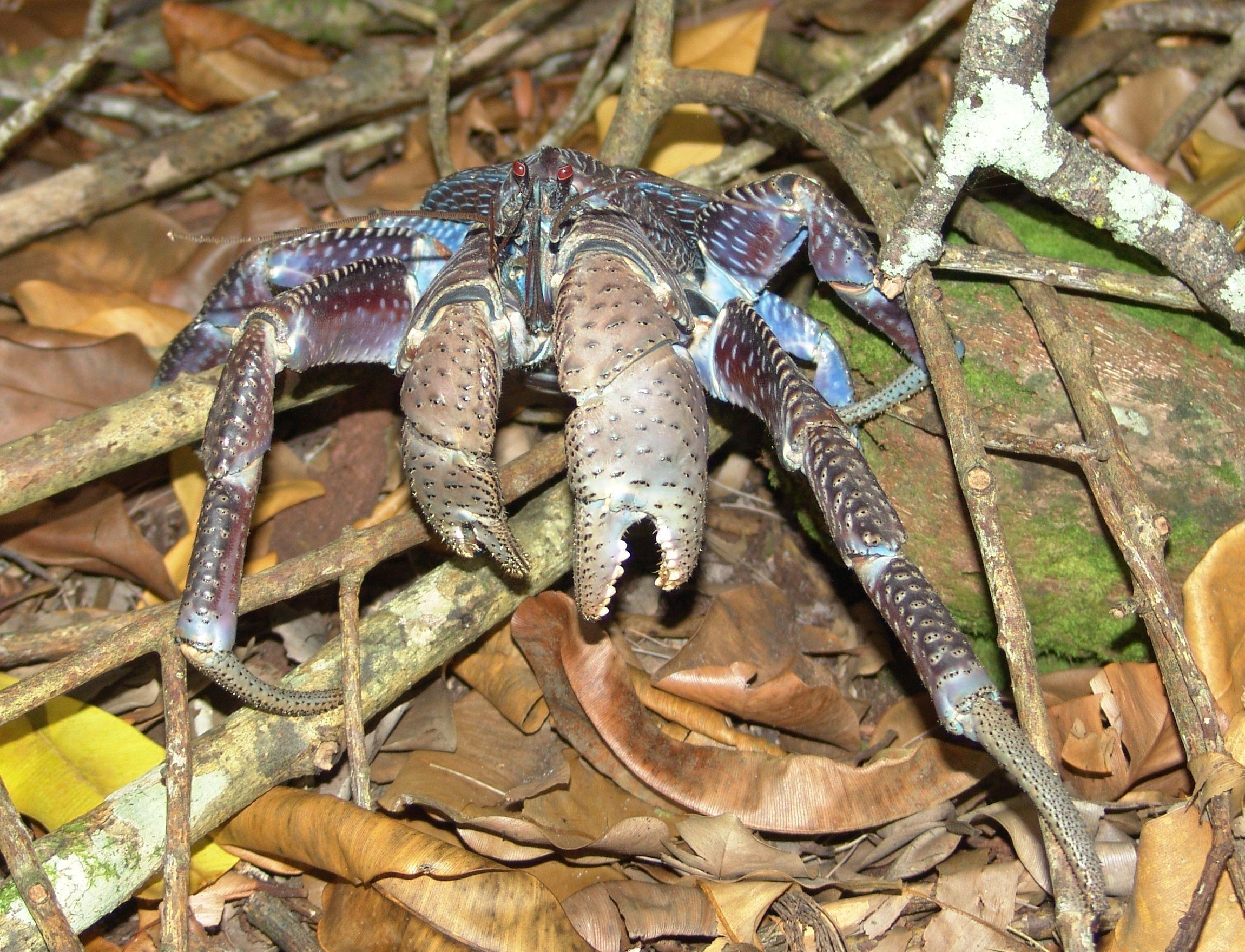 Coconut Crab Wallpapers - Wallpaper Cave