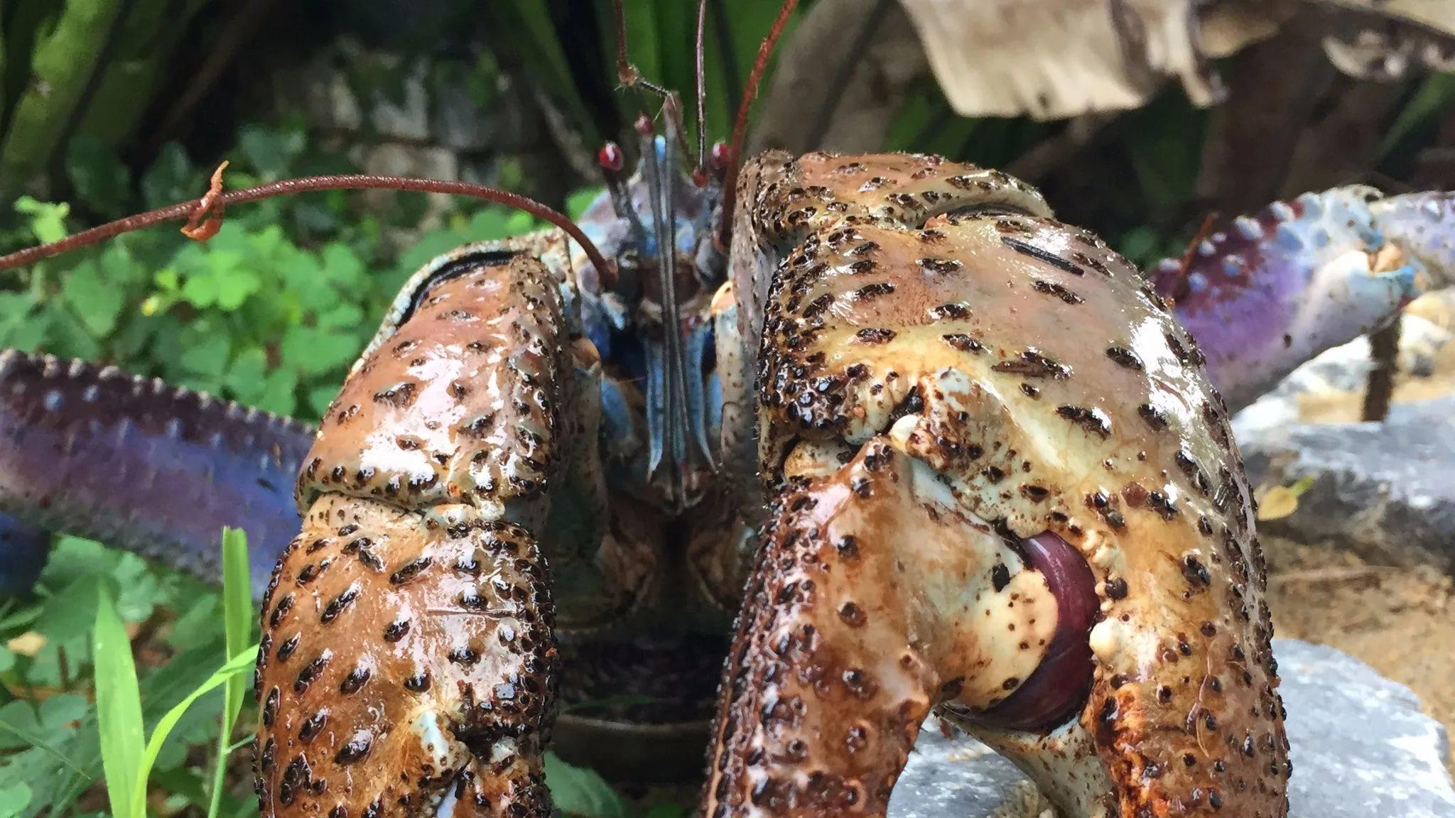 Coconut Crab Wallpapers - Wallpaper Cave