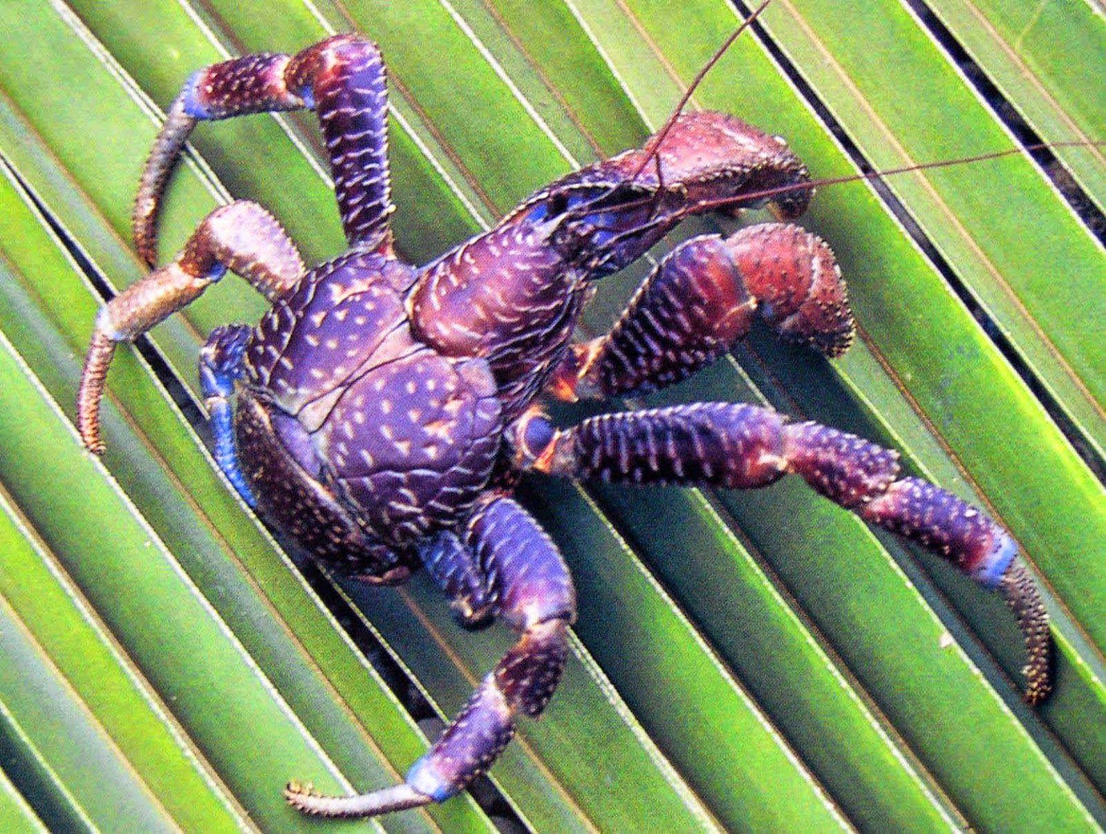 Coconut Crab Wallpapers Wallpaper Cave