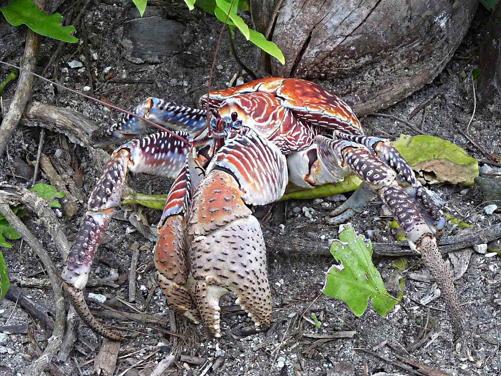 Coconut Crabs Eat Everything from Kittens to, Maybe, Amelia Earhart