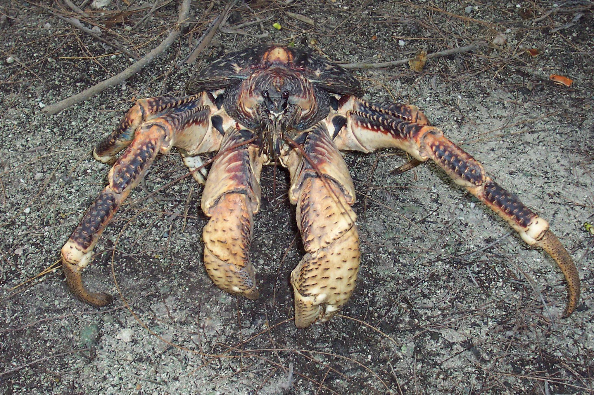 Coconut Crab HD Wallpaper free