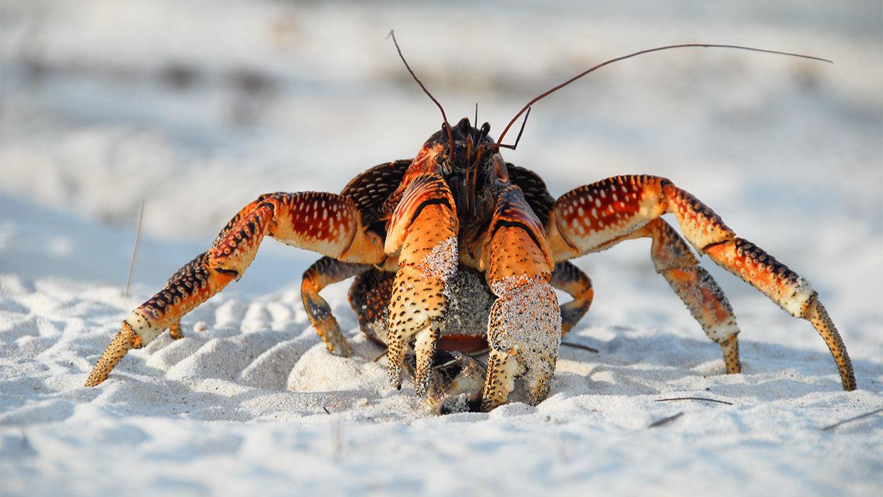 Crab Animal Free HD Latest Wallpaper Download