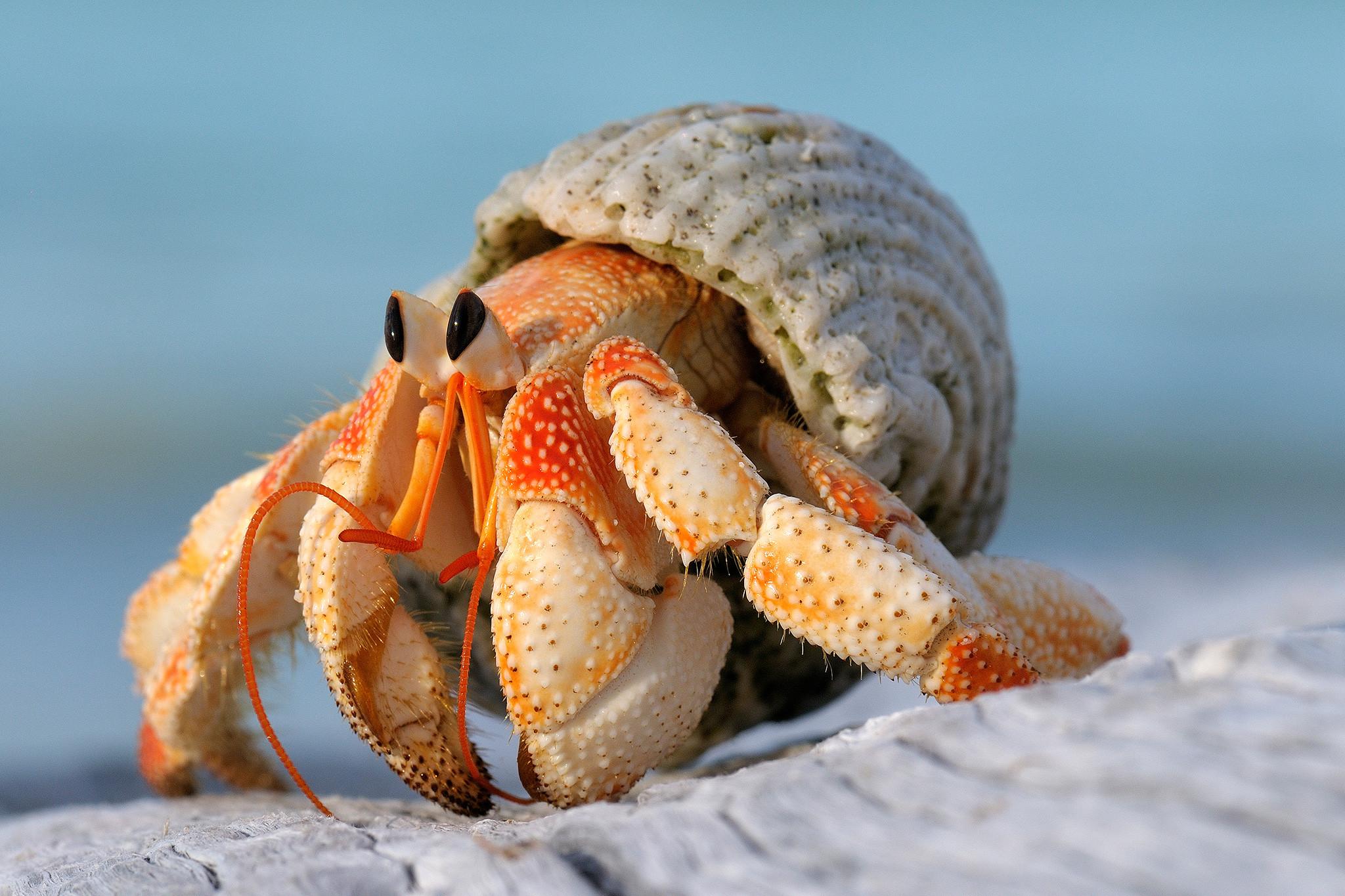 Male hermit crabs evolved larger sex organs to avoid losing homes