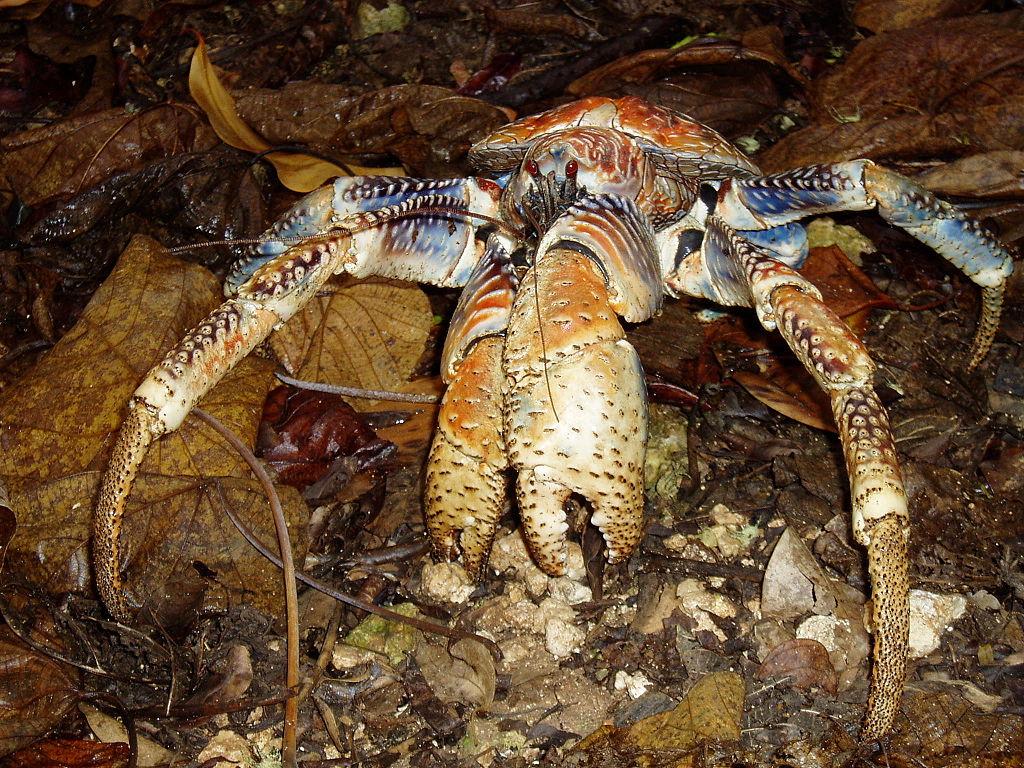 The Crab with the Kung Fu Grip. Blog