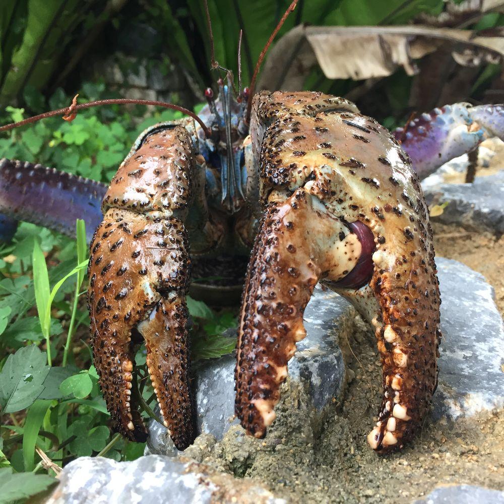 Coconut Crab Wallpapers Wallpaper Cave