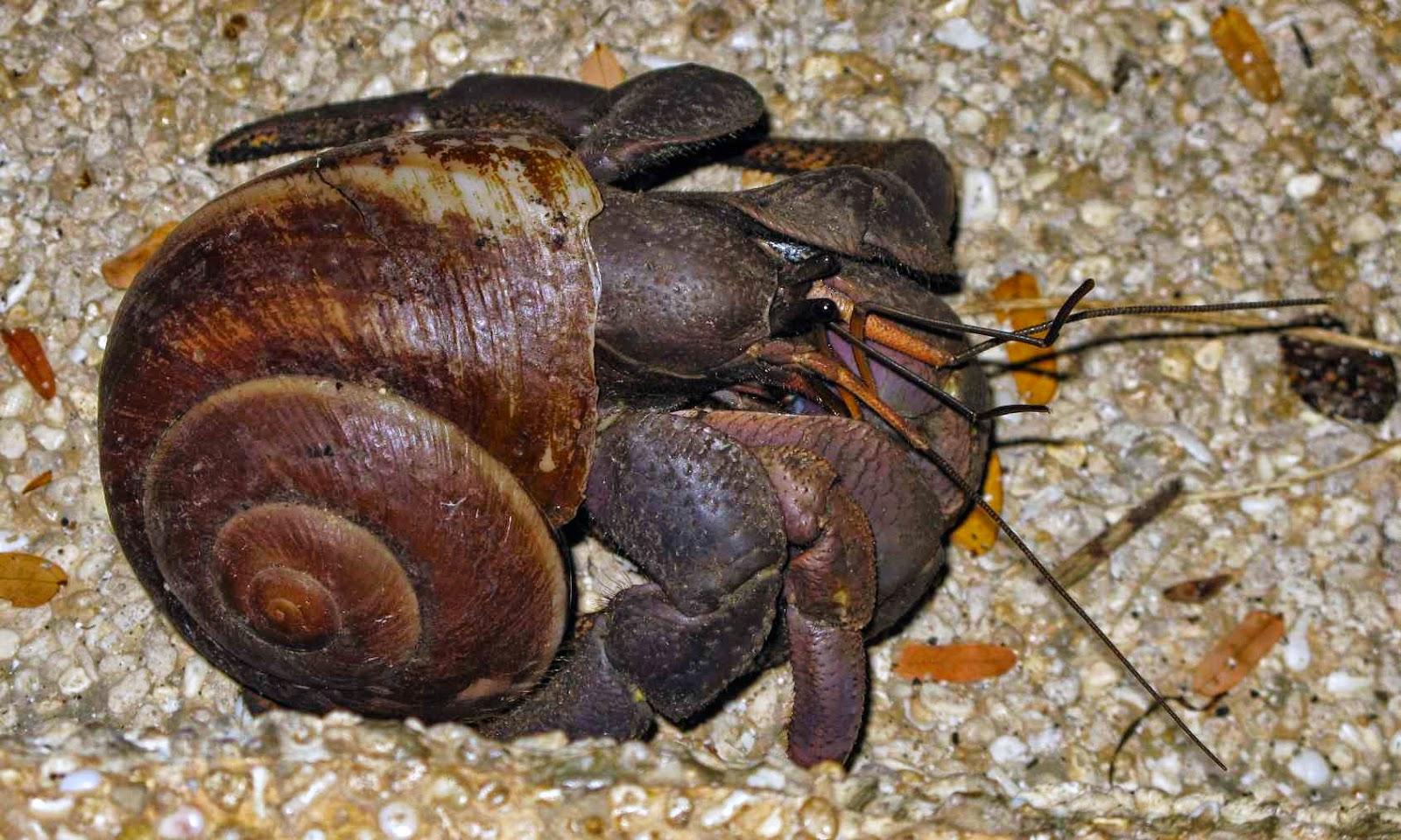 COCONUT CRAB photo. the fun bank