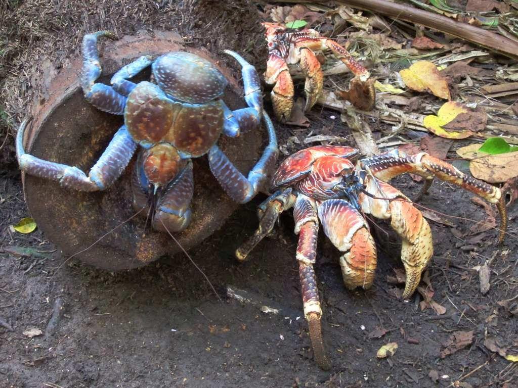 Coconut Crab Wallpapers Wallpaper Cave